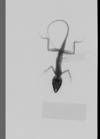 Media type: image;   Herpetology R-189272
